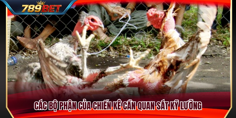 Những đặc điểm ngoại hình của chiến kê cần theo dõi 