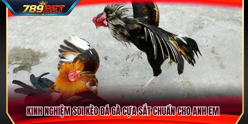 Kinh nghiệm soi tỷ lệ cược đá gà cựa sắt hiệu quả 