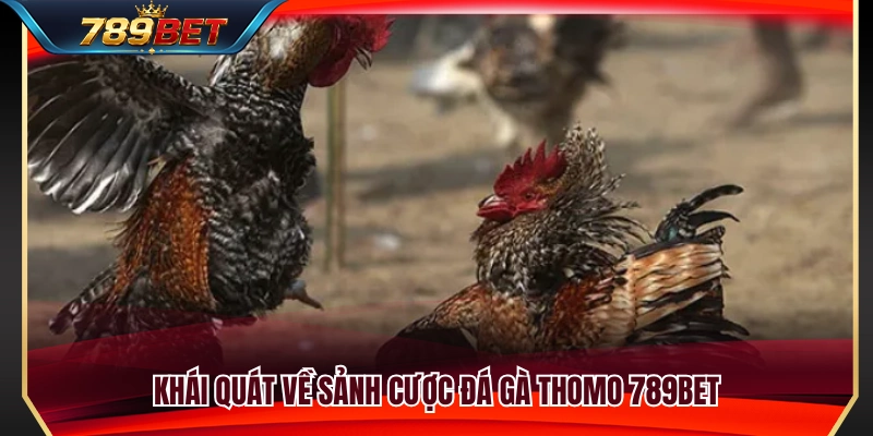 Những nét nổi bật của sảnh đá gà Thomo 789BET 