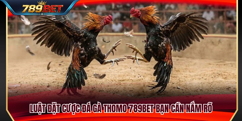 Tìm hiểu luật cược đá gà Thomo dành cho người mới 