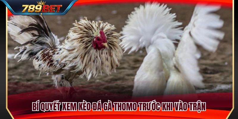 Kinh nghiệm quan sát và đánh giá kèo đá gà Thomo 